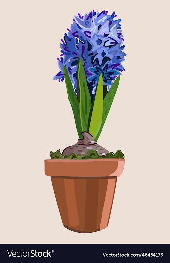 isolated of blue hibiscus