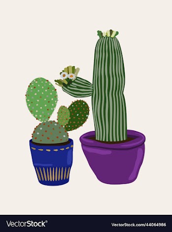 isolated of cactuses in pots