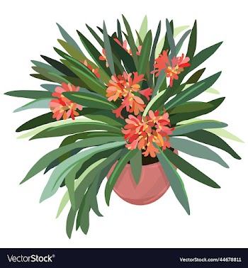 isolated of clivia