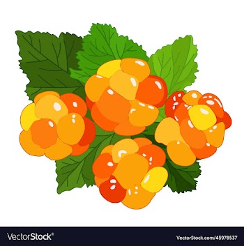 isolated of cloudberry with leaves