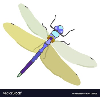 isolated of dragonfly