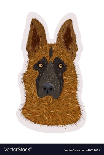 isolated of german shepherd