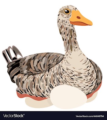 isolated of goose sitting on eggs