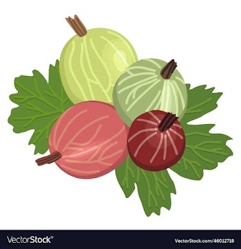 isolated of gooseberry with leaves
