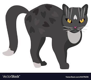 isolated of grey cat with bright