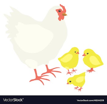 isolated of hen and chicks