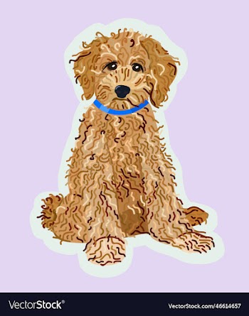 isolated of labradoodle