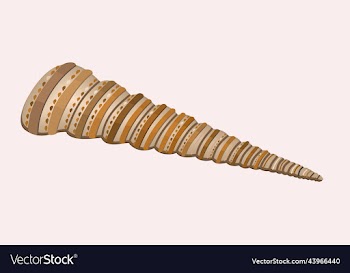 isolated of long seashell of usual