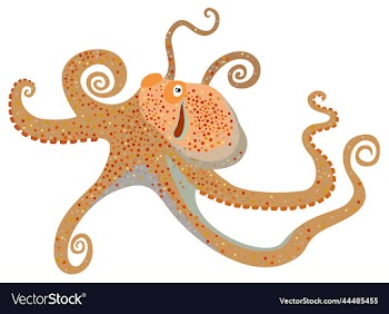 isolated of octopus