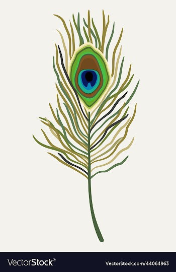 isolated of peacock feather