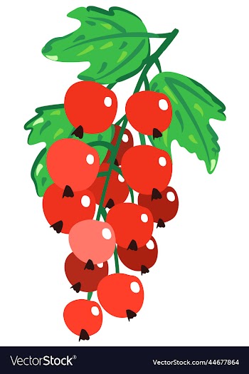 isolated of red currant