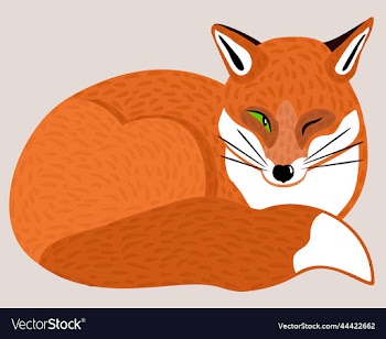isolated of red fox