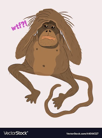 isolated of sad monkey wtf