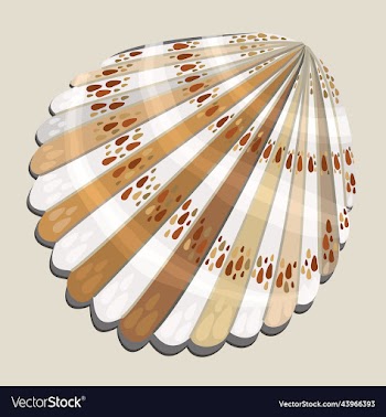 isolated of seashell of usual shape