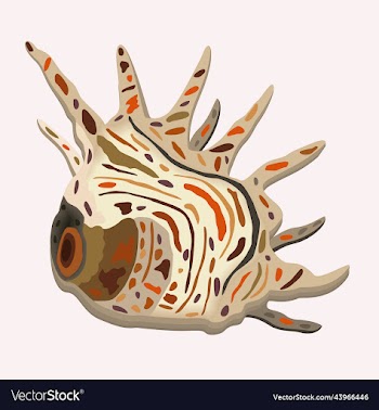 isolated of seashell of usual shape