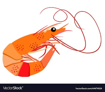 isolated of shrimp