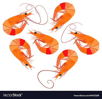 isolated of shrimps