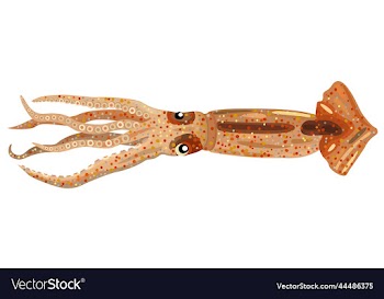 isolated of squid