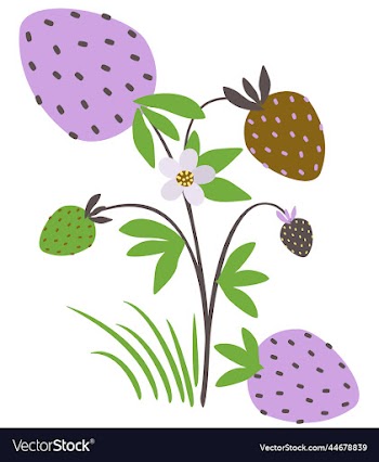 isolated of strawberry bush