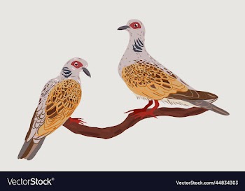 isolated of two turtle doves on a