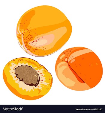 isolated of whole apricots and a half