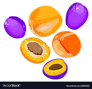 isolated of whole apricots and plums