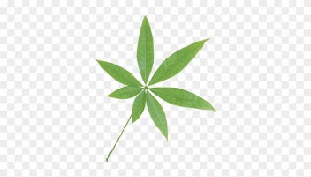 Isolated Star Green Leaf - Leaf Transparent