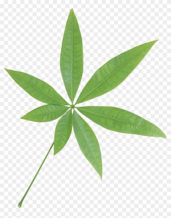 Isolated Star Green Leaf Transparent Png Image - Tree With Seven Leaves
