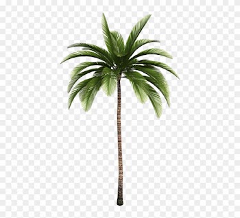 Isolated Tree, Tree, Palm, Tribe, Aesthetic, Branches - Palm Tree