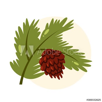 Isolated vector illustration of green pine branch with pine cone