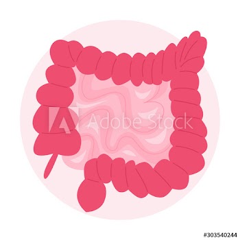 Isolated vector illustration of the human bowel with small bowel and colon