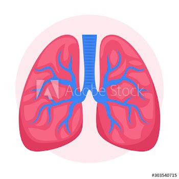 Isolated vector illustration of the human bowel with small bowel and colon