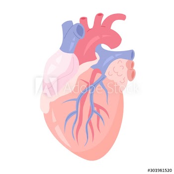 Isolated vector illustration of the human heart with aorta and vein