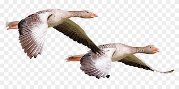 Isolated, Wild Duck, Bird, Nature - Wildente Png