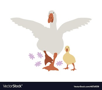isolated with goose and gosling and