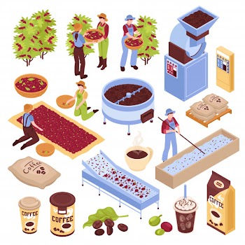 Isometric coffee production set with isolated s representing different stages of coffee bean production with people Free Vector