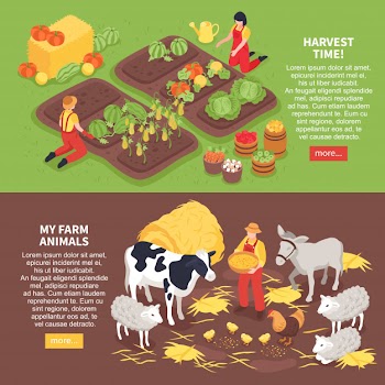 Isometric horizontal banners set with farm animals and farmers reaping harvest 3d isolated Free Vector