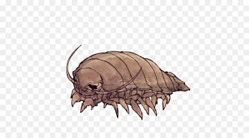 Isopods Giant isopod Jellyfish Vampire squid - audiobook watercolor 