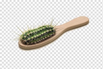 Istanbul grapher Art Advertising, Cactus comb transparent background PNG clipart