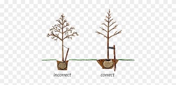 It's Better To Plant A Tree Too High Than Too Low - Tree