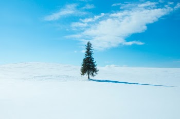 It’s a harmony between the sky, the trees, and the snow.