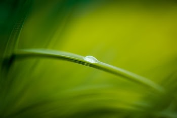 It´s simple a drop of water…one of the most amazing things on earth. Really enjoyed shooting this, waited for a couple of hours until the rain stopped, the sun just hit this perfect spot at the right timing.

Hope you enjoy it and please share it. Will probably be out there on a really nice marketplace for prints. https://www.photowall.com