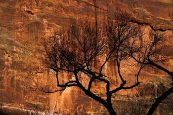 It was an incredible couple of days in Zion. There was snow everywhere and it was very cold. Late on afternoon I caught this tree in shadow against the varnish of sandstone walls. The warm light was comfortable in the frigid winter evening.