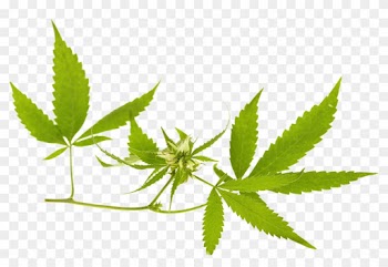It Would Be Easy To Dismiss Katelaris As Just Another - Cannabis