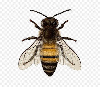 Italian bee Honey Drawing Illustration - bee 