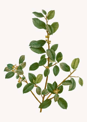 Italian buckthorn branch | Free stock vector - 568312