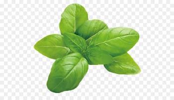 Italian cuisine Basil Herb Leaf vegetable Mozzarella - basil 