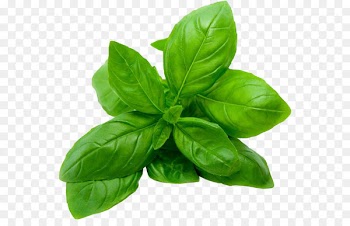 Italian cuisine Pesto Caprese salad Mediterranean cuisine Thai cuisine - basil 