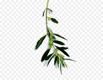 Italian cuisine Sicilian cuisine Food Skin care - others 