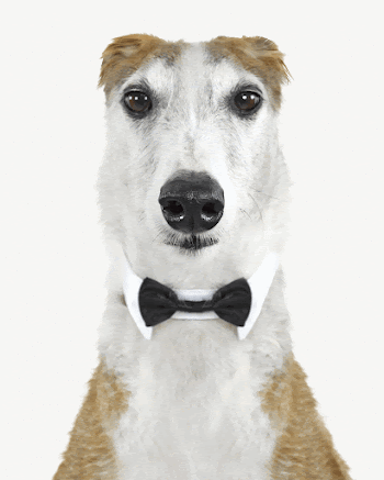Italian greyhound collage element psd | Free PSD - rawpixel